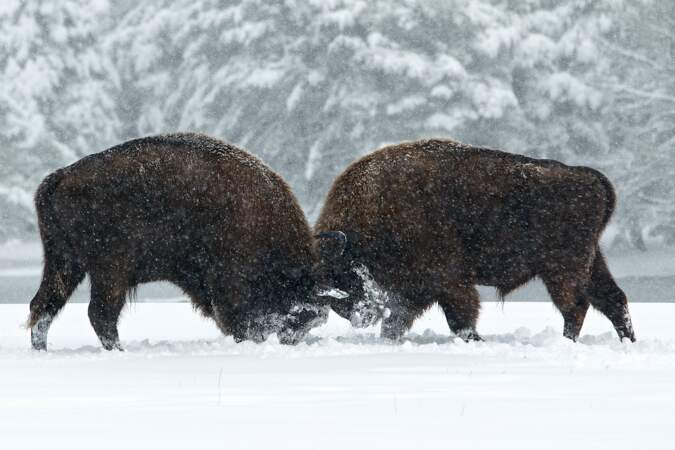 Durant cet âge de glace, les bisons se défiaient dans des combats féroces