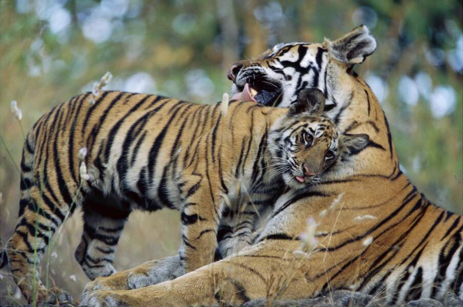 Un bébé tigre en pleine session câlins... Oui, oui, c'est bien un gros bébé de dix-huit mois.