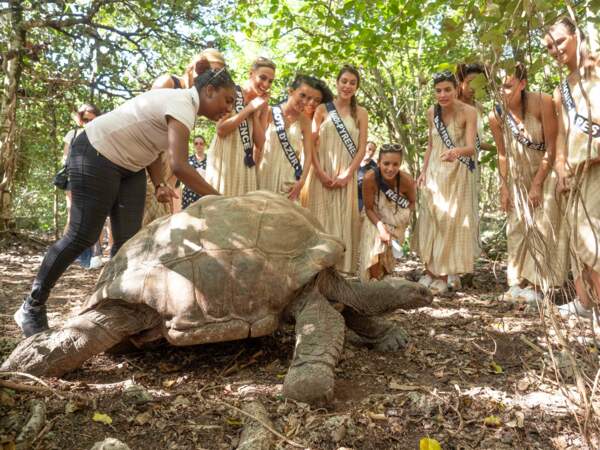 Visite sur l'île aux Aigrettes et rencontre avec les tortues 