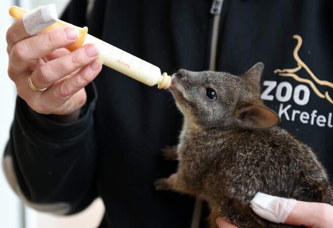 Adorable ce bébé kangourou, non ?