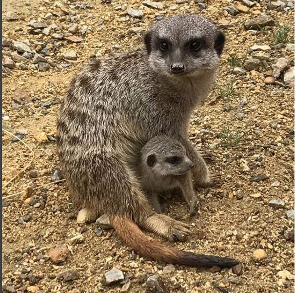 Des petits suricates