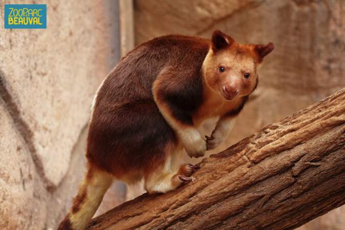 Ce dendrolague de Goodfellow est un kangourou qui vit dans les arbres, et qui est en danger d'extinction. (Beauval)