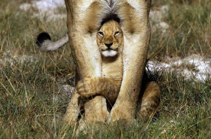 Il semblerait que ce lionceau n'arrive pas à se décoller de sa maman