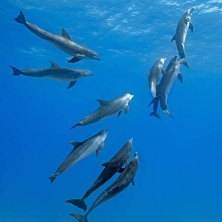 Les grands dauphins adoptent le même comportement en même temps : Ils dérivent ensemble pendant leur sommeil, parfa