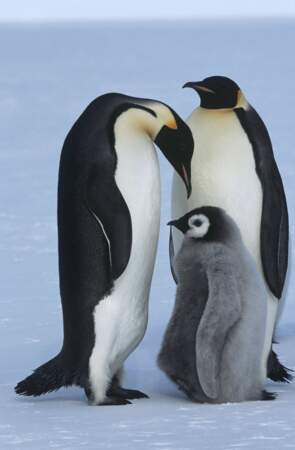 Sur la banquise, bébé pingouin reste près de ses parents ! Il ne faudrait pas glisser...
