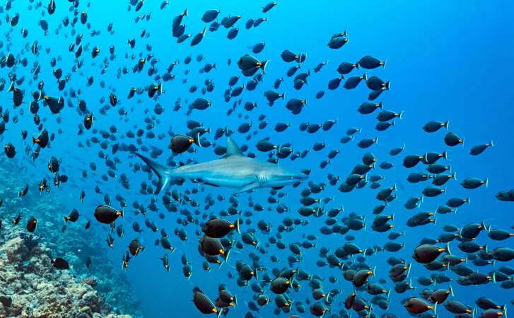 Le requin gris de récif, plus modeste que le requin tigre, se nourrit essentiellement de poissons, seiches, poulpes