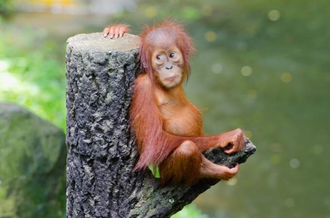 Quel âge peut bien avoir cet orang-outan ? Une poignée de mois. En tous cas, il est super mignon.