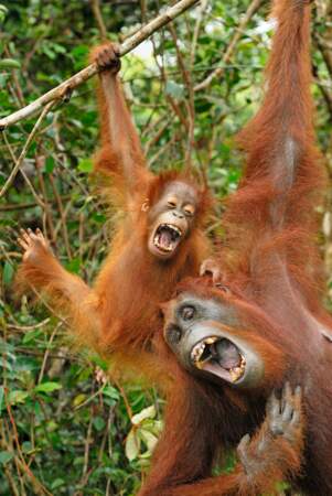 Un jour comme un autre dans la vie d'un Orang-outan du parc de Bornéo en Indonésie.