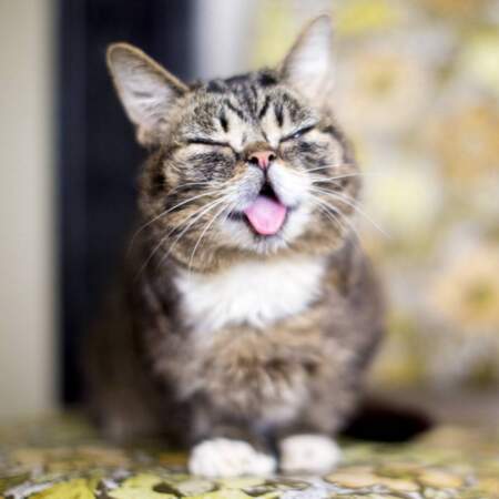 Lil Bub n’a pas de dents, ce qui l’amène à tirer la langue en permanence. 