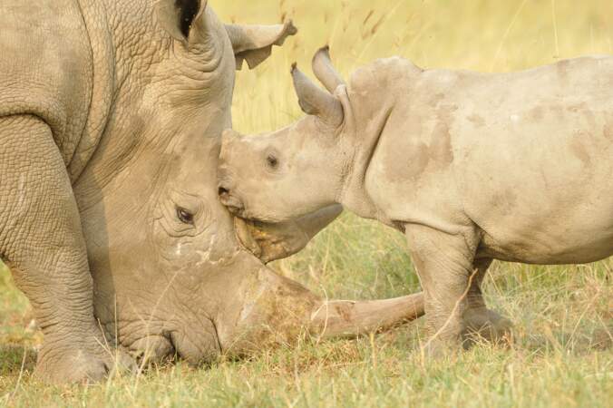 Instant volé entre un rhinocéros blanc et son petit. Craquant, n'est-ce pas ?