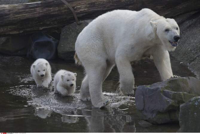 Une maman ours et ses deux petits, aux Pays-Bas