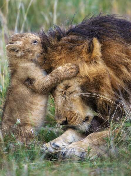 Le roi de la jungle ne baisse la tête devant personne… Sauf face à un adorable lionceau de 10 semaines.