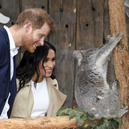 Ruby le koala pas farouche auprès du couple princier