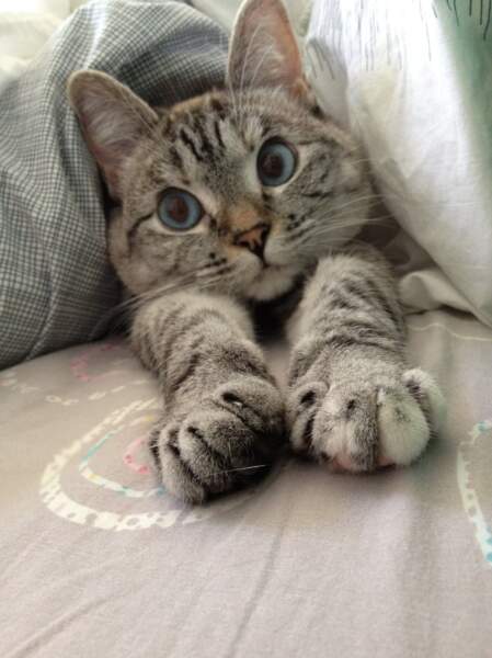 Nala, c'est un chat abandonné qui a été recueilli et qui a maintenant plus de de 2 millions d'abonnés Instagram 