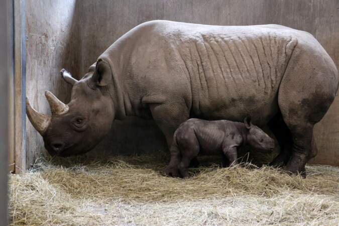 Ce bébé rhinocéros va vous faire craquer...  