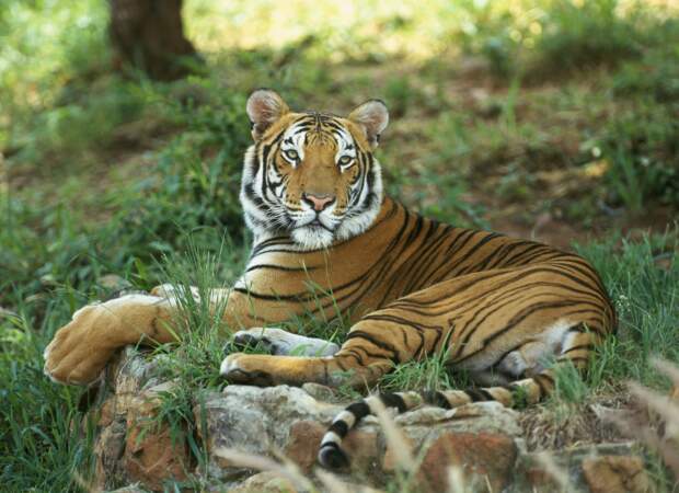 Et voici le fameux Tigre du Bengale… en vrai !