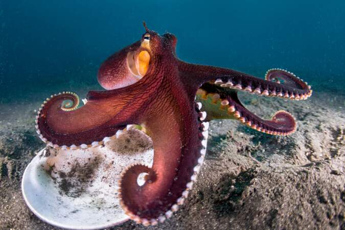 Championne du camouflage, la seiche à larges tentacules peut changer de taille et de couleur en un clin d’œil pour 