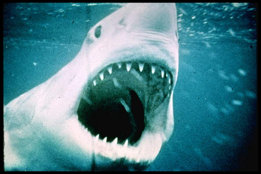 N°2 : "Les dents de la mer" (161 calories), le film à cause duquel on n'ose plus nager là où l'on n'a pas pied !
