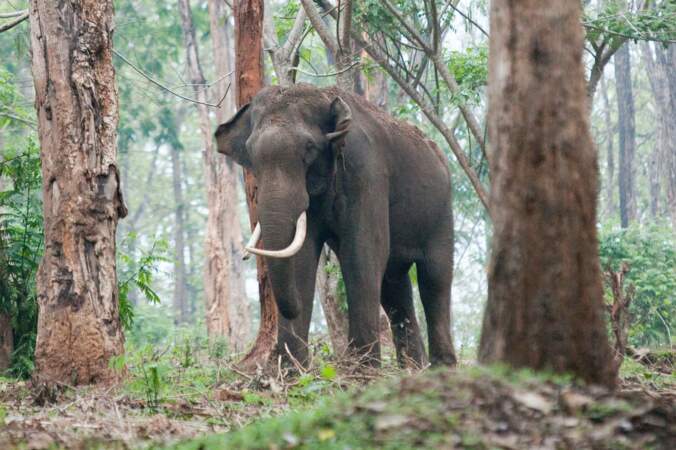 Bonus : voilà l'éléphant d'Inde, le vrai, se baladant dans le Kerala