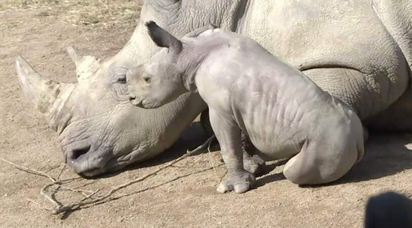 Et un rhinocéros blanc