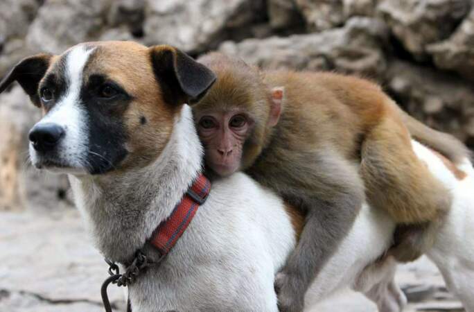 Mais les animaux ont également besoin d'une figure paternelle : la preuve avec ce chien et son bébé singe