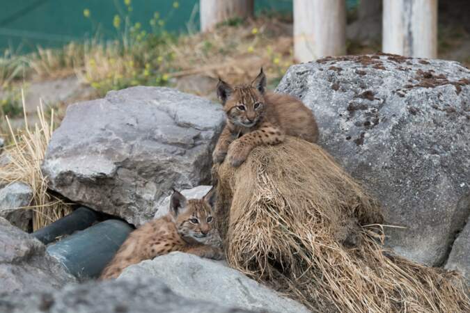 Près de Dunkerque, ce sont deux petits lynx des Carpates qui ont vu le jour en juin au zoo de Fort-Mardyck