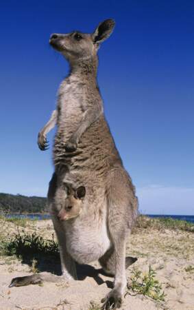 Le bébé kangourou dans la poche de sa maman est quant à lui bien au chaud. Et il a même un chauffeur