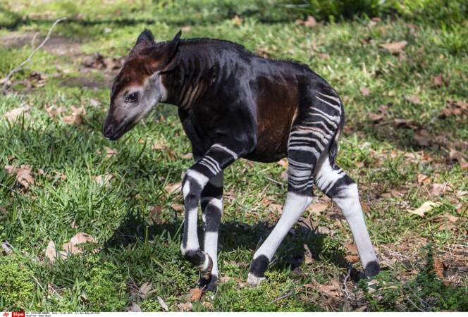Ce petit okapi est issu de la même famille que sa cousine la girafe... Mais il a l'air doux comme un agneau.