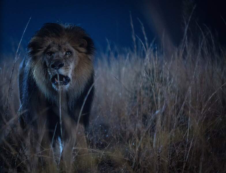La série Zoo et ses lions enragés qui s'en prennent aux hommes
