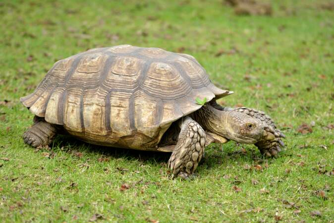 Originaire d'Afrique, la tortue sillonnée peut s'adapter à d'importantes variations thermiques. Pratique !