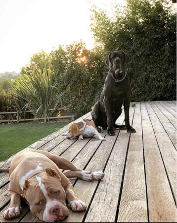 Son bully, son dogue allemand et son beagle… les trois autres compagnons de la famille.
