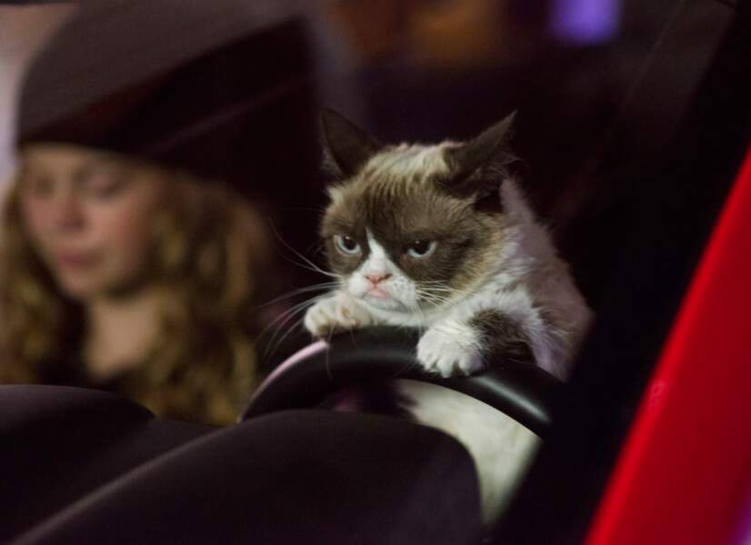 D'ailleurs, Hollywood s'est emparé du chat, et un film intitulé simplement "Grumpy Cat" est sorti en 2015.