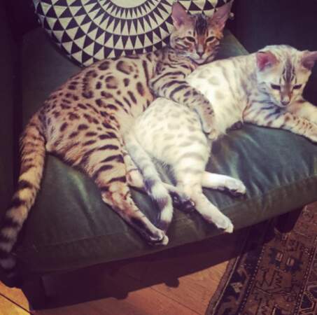 On se quitte avec les deux chats de stars les plus choux d'Instagram : Wallace et Lennon, chez Ellie Goulding. 