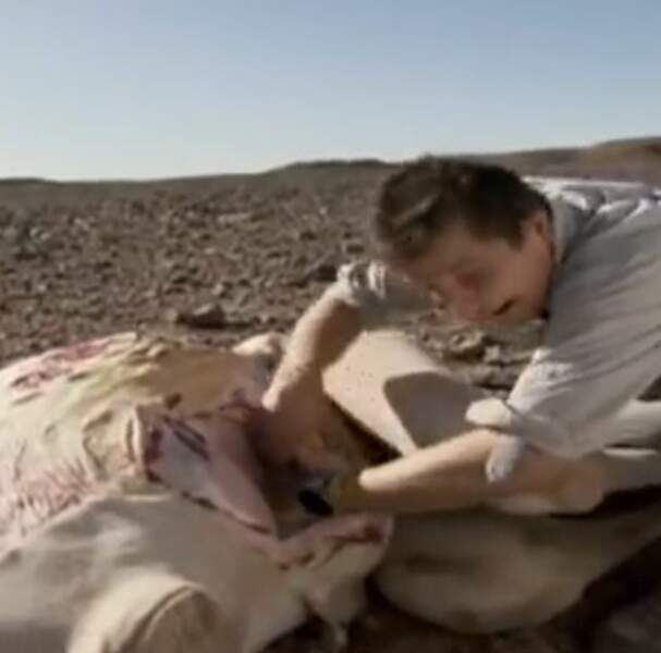Dans le Sahara, Bear nous a montré comment tirer profit du cadavre d'un chameau... 