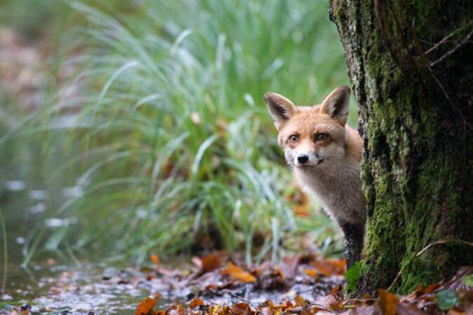 C'est d'ailleurs peut-être le cas de ce renard roux qui semble se cacher derrière un arbre
