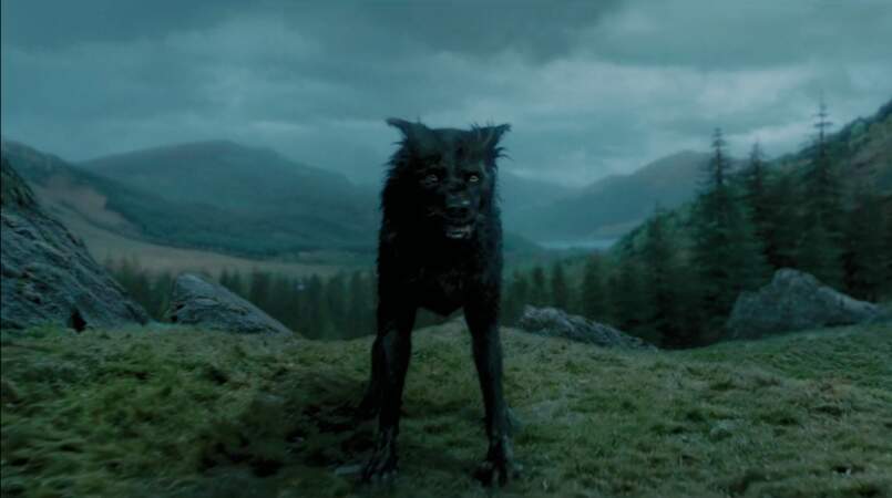 Patmol est un chien sombre. En réalité il s'agit de Sirius Black, le parrain de Harry Potter