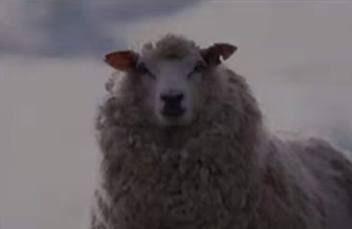 Black Sheep, bêêê, les moutons se rebiffent !
