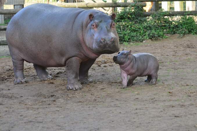 Poshassa, le premier hippopotame né en France cette année, en septembre