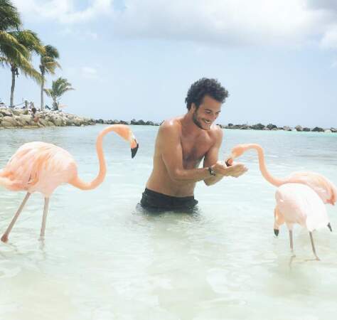 Jalousie ultime pour Amir à Aruba avec ses potes flamands roses.