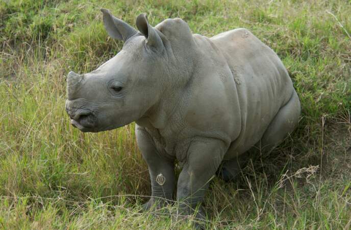 Les deux cornes nasales de ce bébé rhinocéros sont à peine esquissées.