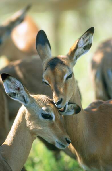 Petit moment de tendresse entre deux antilopes immortalisé dans le parc Kruger en Afrique du Sud. 
