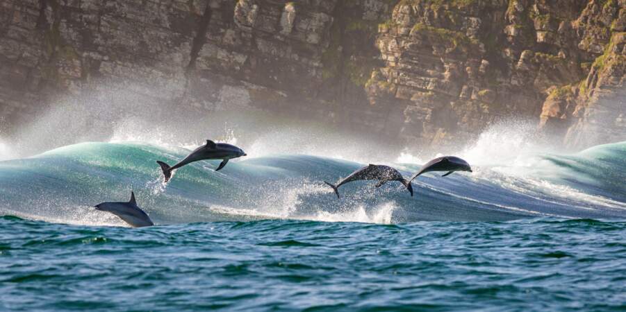 De vrais surfeurs californiens : les grands dauphins aiment sauter dans les impressionnantes vagues déferlantes.