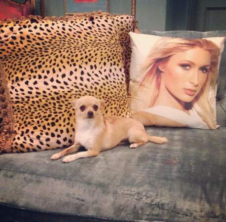 Paris Hilton nous présente son chien, Peter