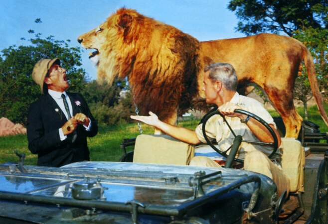 Clarence, le lion dans Daktari (1966)