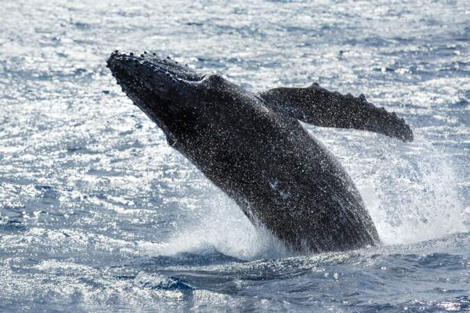 Quand son petit est menacé par une horde  d’orques, la maman baleine à bosse appelle les mâles à la rescousse en fr
