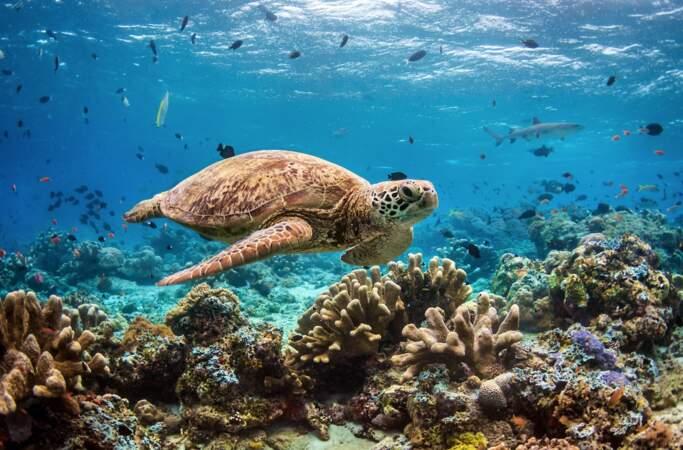 La tortue verte a la nage plus élégante et la plus nonchalante des récifs coralliens. Fidèle, elle pond toujours se