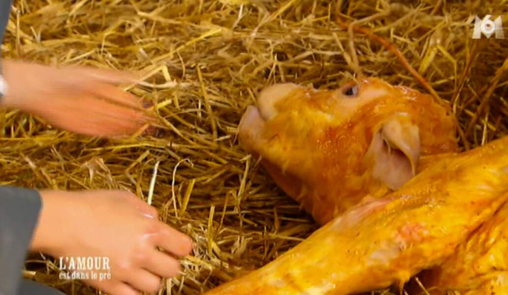 Chez Sophie, Karine assiste pour la première fois à la naissance d'un veau.