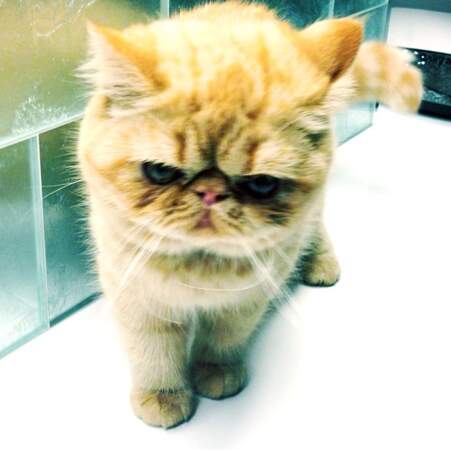On a du mal à se décider : le chat de Justin Bieber est-il mignon, ou flippant ?