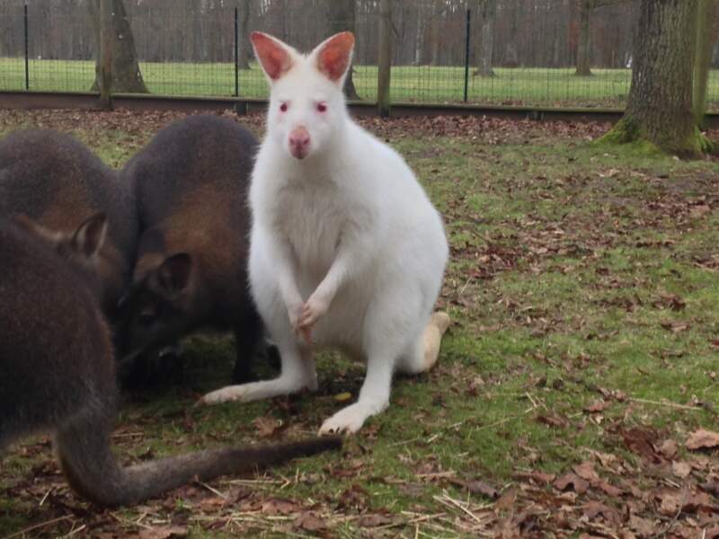 Ce kangourou albinos est né il y a peu dans les jardins de Chantilly ! 