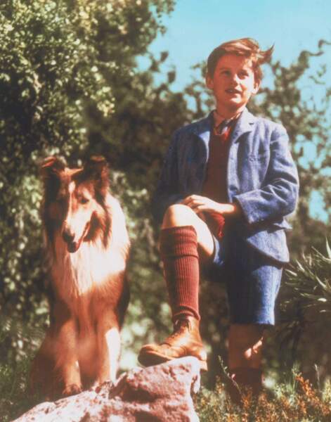 L'inoubliable et fidèle Lassie dans la série éponyme de 1943